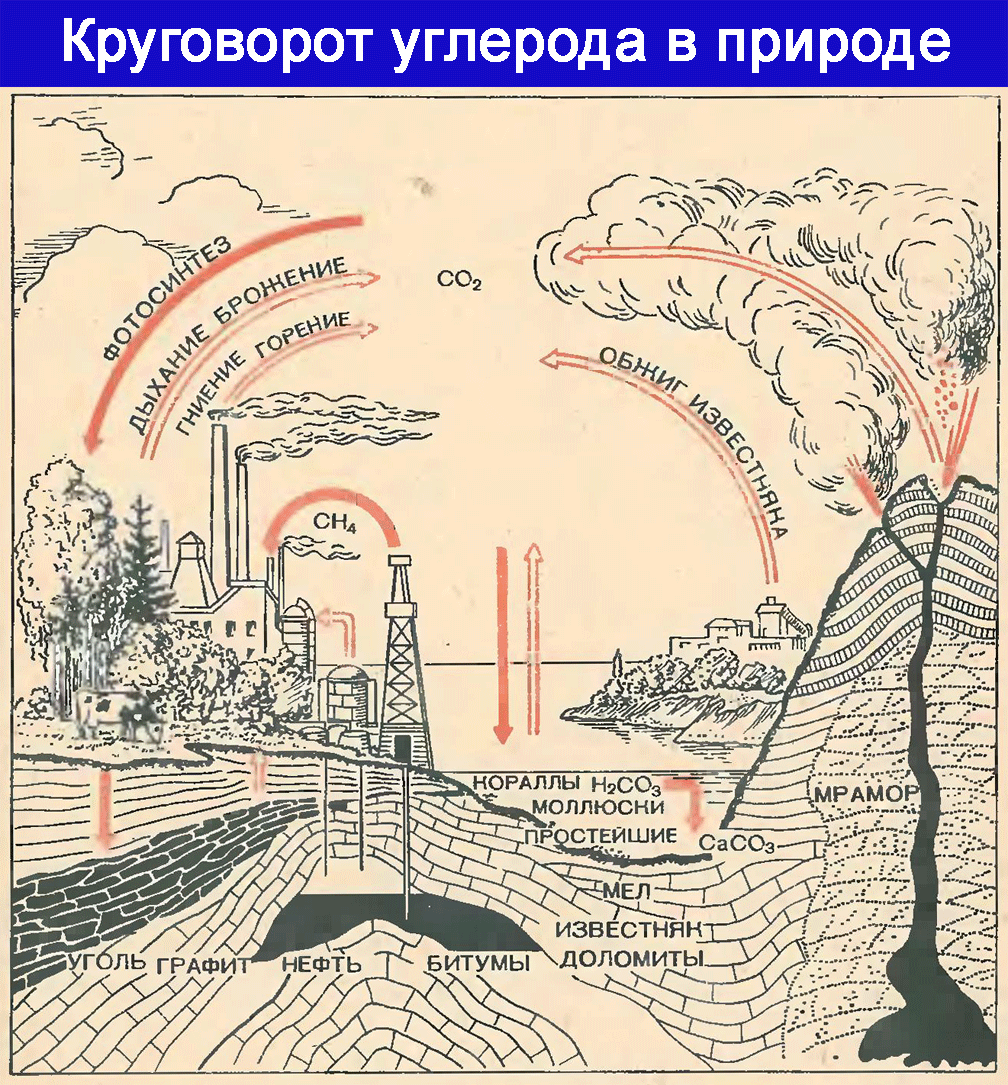 Круговорот углерода этапы